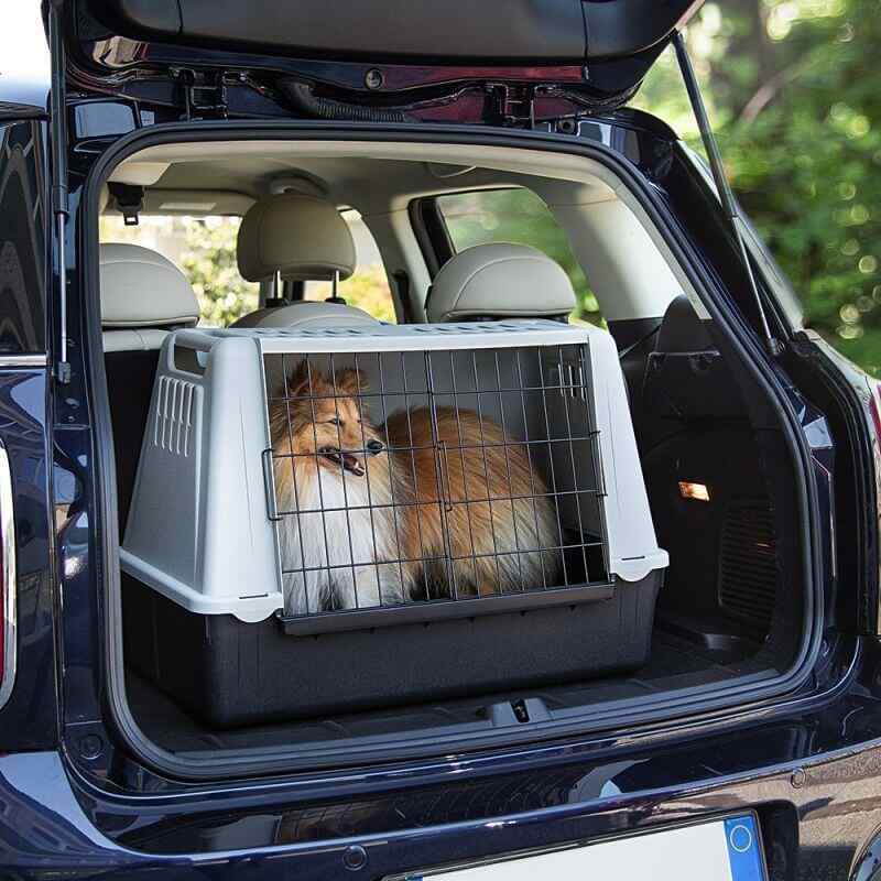 Un chien dans une cage adaptée et placée dans le coffre du taxi